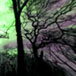 Weird Woods, 2011